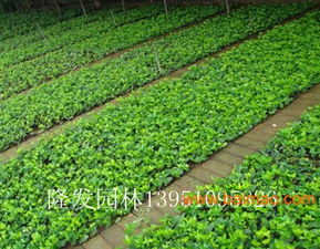 沭陽(yáng)縣隆發(fā)花木場(chǎng) 一站式園林綠化產(chǎn)品與工程解決方案