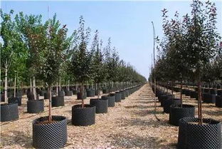 喬木種植實(shí)現(xiàn)100%成活率 園林綠化工程施工的核心要點(diǎn)與實(shí)戰(zhàn)指南